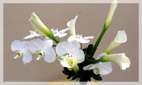 White Flower Arrangements